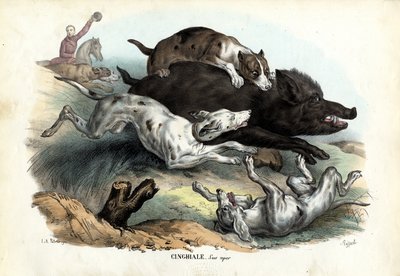 Wild Boar by Raimundo Petraroja
